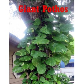 MATURE CUTTINGS VARIEGATED GIANT GOLDEN QUEEN POTHOS(EPIPREM