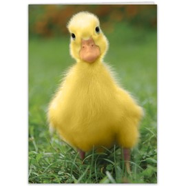 Cute Baby Duckling Birthday Card to send Warm and Fuzzy greetings to men, women, friend, and coworkers.