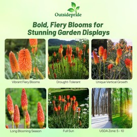 Outsidepride Red Hot Poker Seeds - 1000 Pcs. Perennial, Drought-Tolerant & Easy to Grow, Flower Seeds for Planting Tall & Bright Mixed Blooms for Vibrant Floral Arrangements & Pollinator Gardens