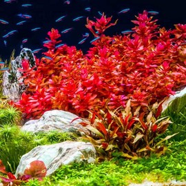 15 Red Ludwigia Repens Leaf Live Aquarium Plants Stem Bunch for Planting