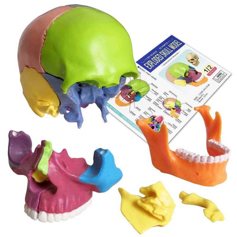 New Anatomy Skull Model 15 Parts Human Anatomy Exploded Skull