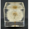 40mm Real Dandelion Snowflake Flower in Crystal Clear Lucite Resin