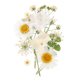 PATIKIL Dried Pressed Flowers, Real Dry Leaves Pressed Bloom for Scrapbook Supplies Card Making Resin Jewelry Making Soap Candle DIY Crafts, White