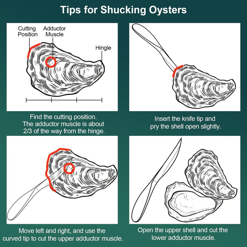 SUCCFLY Premium Oyster Shucking Knife，Stainless Steel Oyster Shucker Tool，Sturdy &