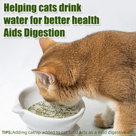 2000 Catnip Seeds for Planting -Non-GMO Heirloom Catnip Seeds in Individual Seed Packet- Indoor or Outdoor Growing- Growing Fresh Catnip for Health