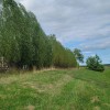 Austree 25 Hybrid Willow Tree Fast Growing Shade Screen Windbreak