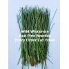 Wisconsin Wild Grown Red Pine Tea Needles Organic Infusion Fresh