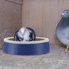 DOITOOL 2 Set Pigeon Egg Nest Pigeon Bird Egg Coconut