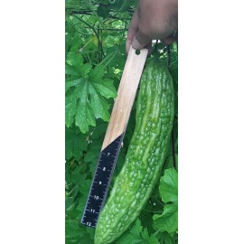 Fresh 30 Pcs BitterMelon Seeds Gourd Ampalaya Seeds Fresh Harvest