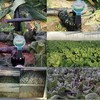 Automatic Irrigation System Timer Bluetooth Mobile Phone Remote Irrigation Controller