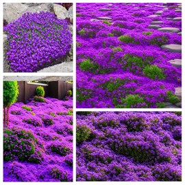 18000+ Magic Creeping Thyme Seeds for Planting Ground Cover Plants Heirloom Flowers Perennial Thyme Non-GMO Thymus Serpyllum Seed