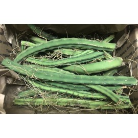 Cactus 10 Night Blooming Cereus Cactus Bulk  Cacti Easy to Grow Queen of the Night LIVE