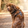 STUCH Y Dog Harness Padded & Adjustable - Dimensionally Stable,