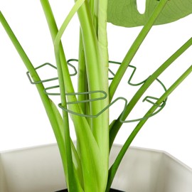 SDALU Monstera Plant Support 6-Pack - Durable Iron Clamps with Turtle Shell Design, Plant Supports for Indoor Plants & Climbing Vines, Healthy Growth & Leaf Stabilization (Green)