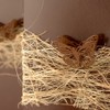 Tischl Abaca Brown 7 cm x 5 m Decorative Fabric