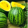 Watermelon Yellow Star 20+ Seeds for Planting Non-GMO