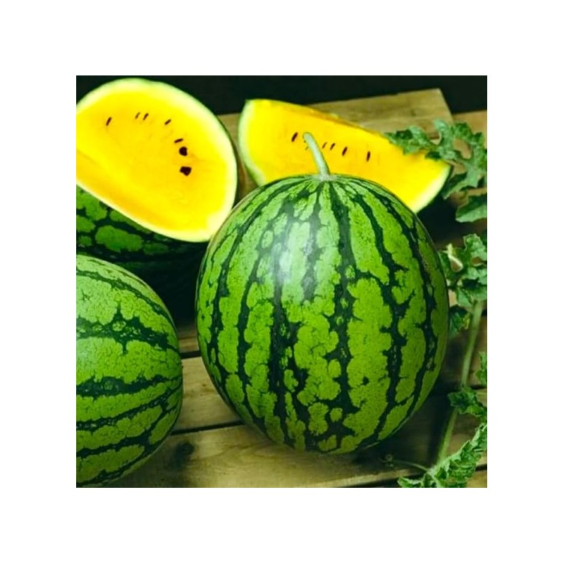 Watermelon Yellow Star 20+ Seeds for Planting Non-GMO