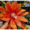 Cactus Epiphyllum Crest in 4 inch pots / Orchid Cactus