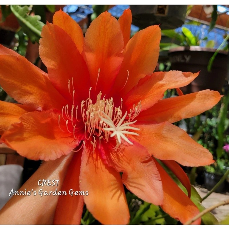 Cactus Epiphyllum Crest in 4 inch pots / Orchid Cactus