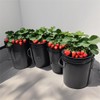 Lykvrii 6 Pack Net Pots 6 Inch for 5 Gallon,