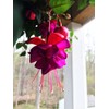 Fuchsia Flower Seeds Perennial Home Plant Bonsai 100 Pcs Seeds