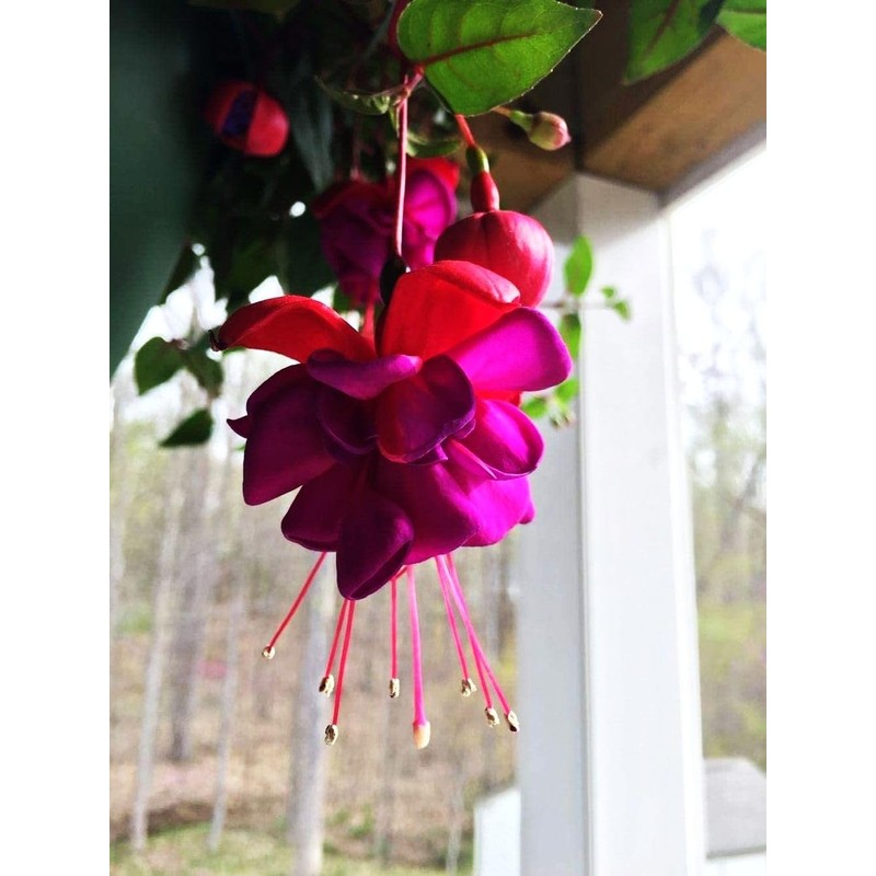 Fuchsia Flower Seeds Perennial Home Plant Bonsai 100 Pcs Seeds