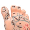 2pcs 19cm / 7.5in Feet Acupoint Model Acupuncture Teaching Aids