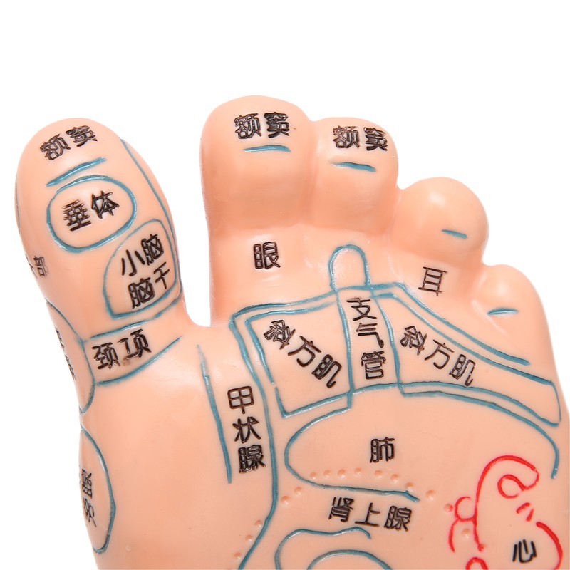 2pcs 19cm / 7.5in Feet Acupoint Model Acupuncture Teaching Aids