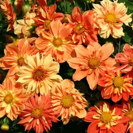 Eden Brothers Dahlia Seeds - Sunny Reggae