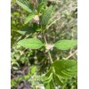 Natural Tea Lippia citrio Mint Leaf - Dried Loose Leaf
