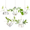 Glasseam Hanging Planters Glass Terrarium: 5Pcs Modern Plant Propagation Stations