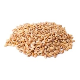 Trigo 1 Kilo Grano Semilla Wheat Grass Integral Wheatgrass