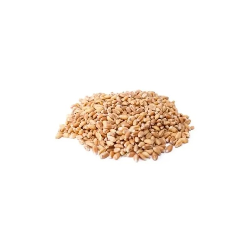 Trigo 1 Kilo Grano Semilla Wheat Grass Integral Wheatgrass