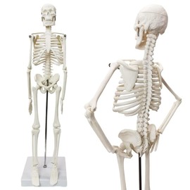 17.7“ High Full Body Human Body Skeleton Model for Anatomy,Human Skeleton Model, with Movable Arms and Legs Bones Structures,Whole Spine and Ribs of The Skeleton Model are Integrated