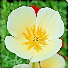 Little Seed Store 1001+WHITE Linen CALIFORNIA POPPY Flower Seed Native Wildflower Garden Container