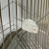 Set of 2 Birdcage Food Nippers Food Holder Clip Vegetables
