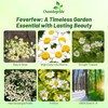Outsidepride Feverfew Chrysanthemum Seeds - 10000 Pcs. Perennial, Drought Tolerant