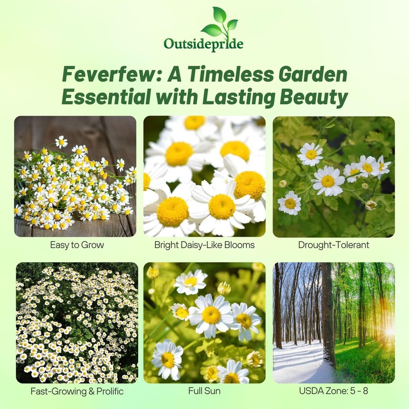 Outsidepride Feverfew Chrysanthemum Seeds - 10000 Pcs. Perennial, Drought Tolerant