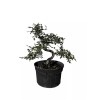 Unbranded Chinese elm pre-bonsai - 9" to 11"