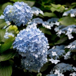 [Chamgoods] Hydrangea leaf thermal water extract 120 tablets, 2 boxes