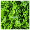 Everwilde Farms - 1 Lb Waldman's Green Lettuce Seeds -