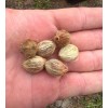 Fresh 30 Fresh Queen Palm Seeds
