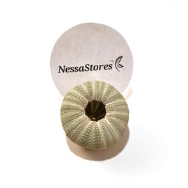 NESSASTORES Green Sea Urchins Seashells Beach Wedding Nautical Craft 1"- 2" #JC-029 (24 pcs)