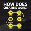 Ascent Clean Creatine Monohydrate Powder - 5G Per Serving, Creapure