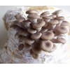 KIRA SEEDS - Oyster Mushrooms Spores - Heirloom Vegetable -