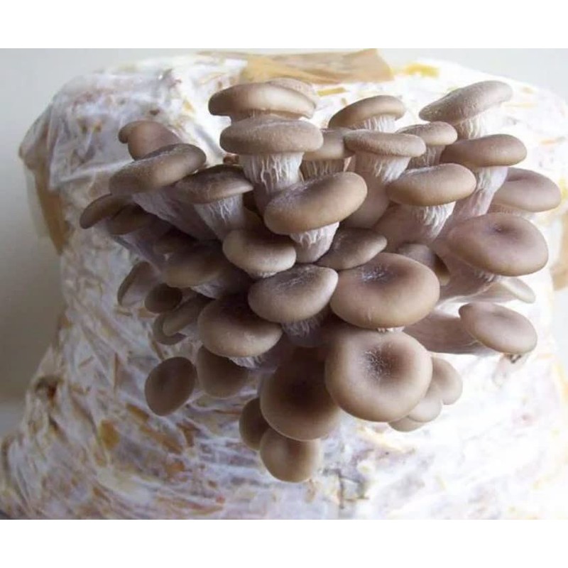 KIRA SEEDS - Oyster Mushrooms Spores - Heirloom Vegetable -