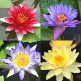 4 Pack Live Hardy Water Lilies Pre-Grown Tuber Rhizome Red, Yellow, Purple, Blue