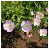 Everwilde Farms - 1 Oz Showy Evening Primrose Native Wildflower