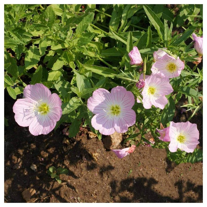 Everwilde Farms - 1 Oz Showy Evening Primrose Native Wildflower