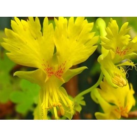 RAISE ME UP: Seeds Canary Creeper Mix Canarybird Nasturtium Indian Cress Annual Flowers